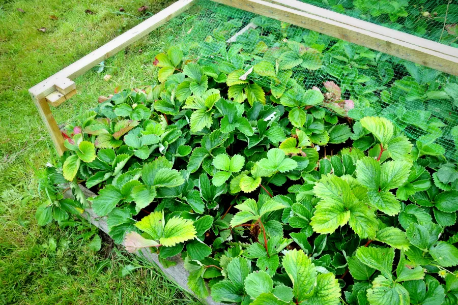 a close up of a garden