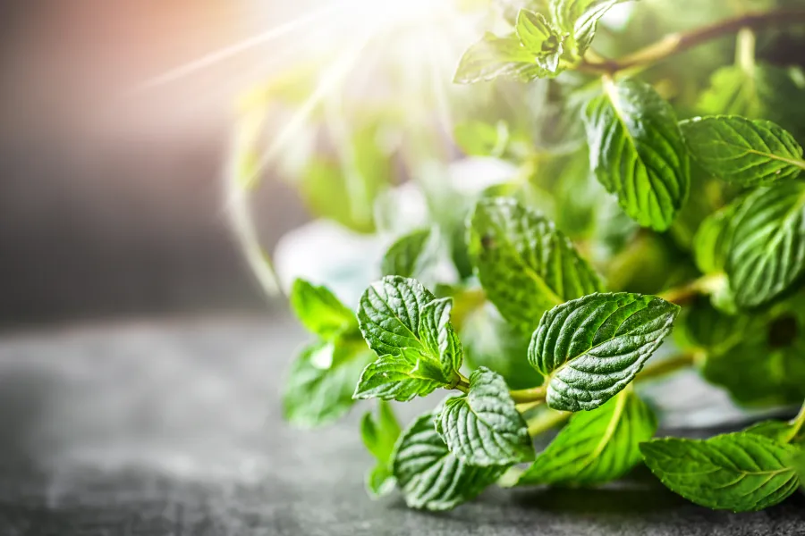 a plant in a garden