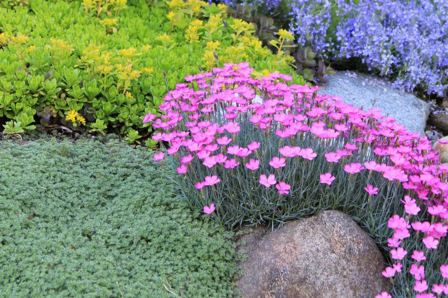 a close up of a flower garden