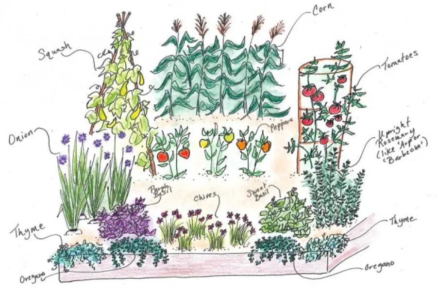 illustration of vegetable garden bed