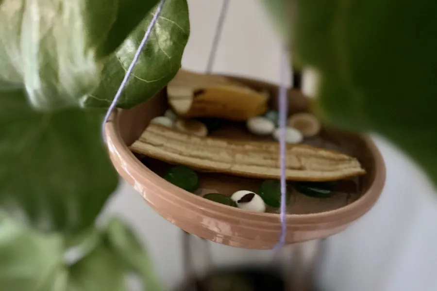 a close up of a plant