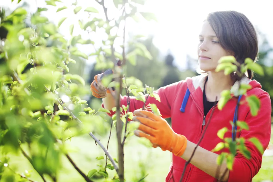a woman pruning a fruit tree