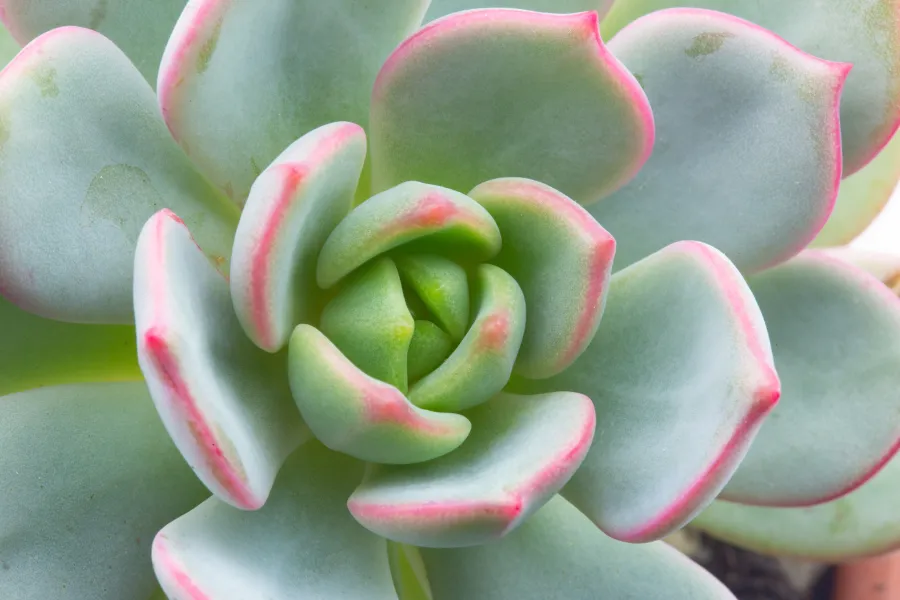 a close up of a colorful background