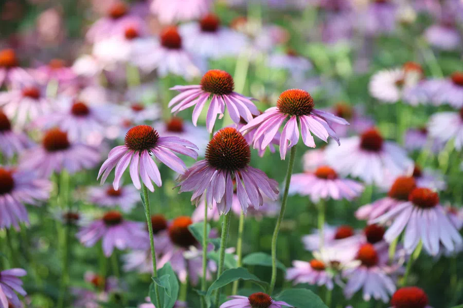 blooming purple echinaea flowers