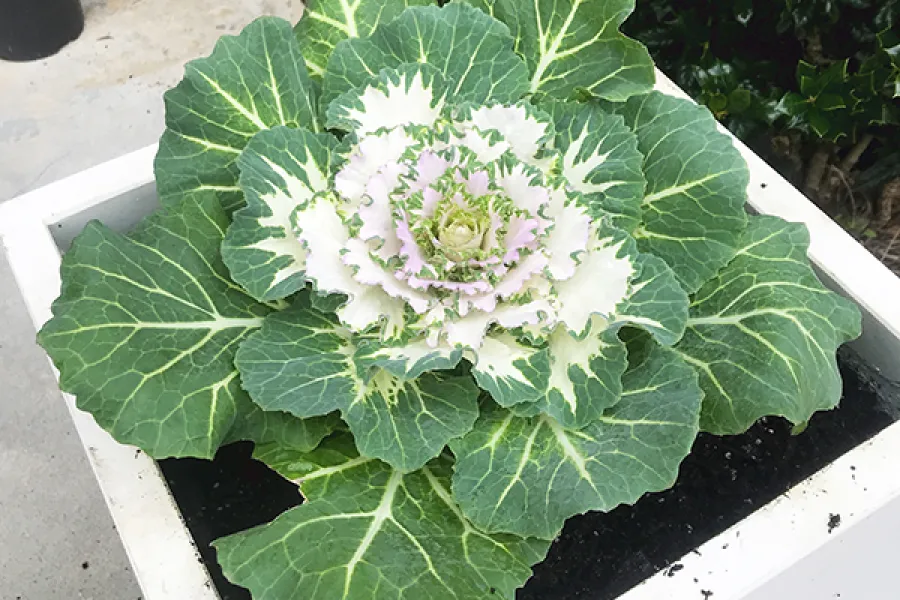 ornamental cabbage planted in a pot