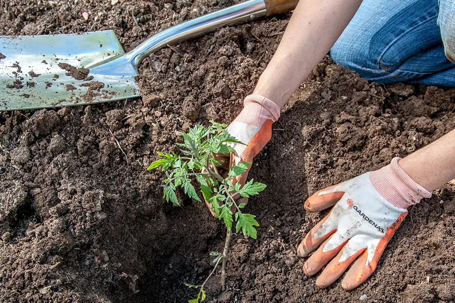 planting in garden