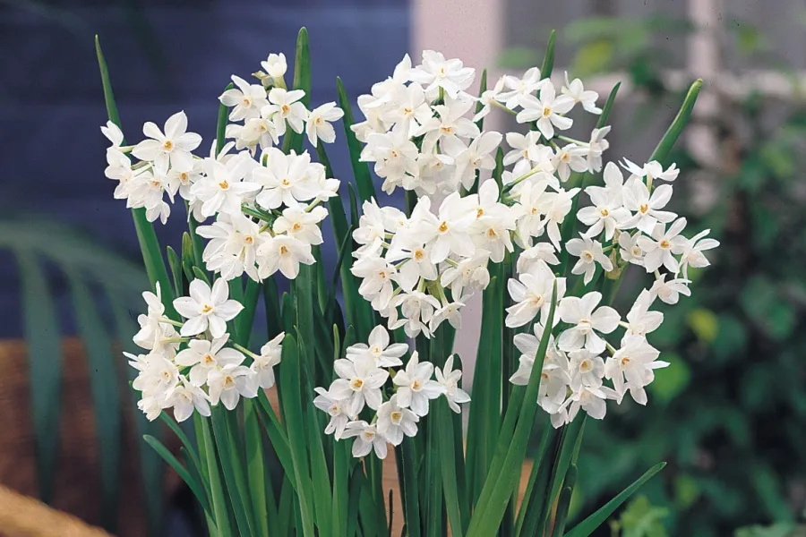 a potted plant with white flowers