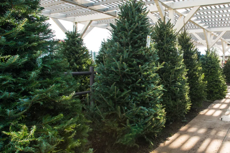 a woman standing next to a tree