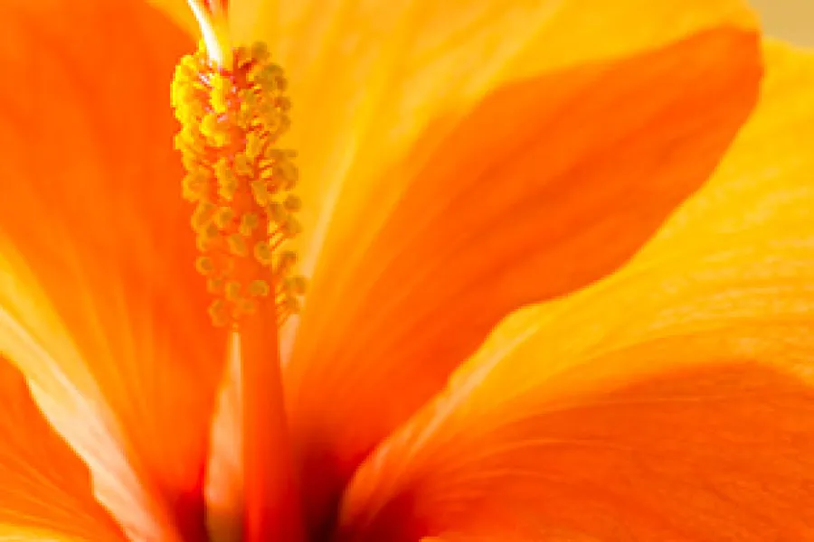 a close up of a flower