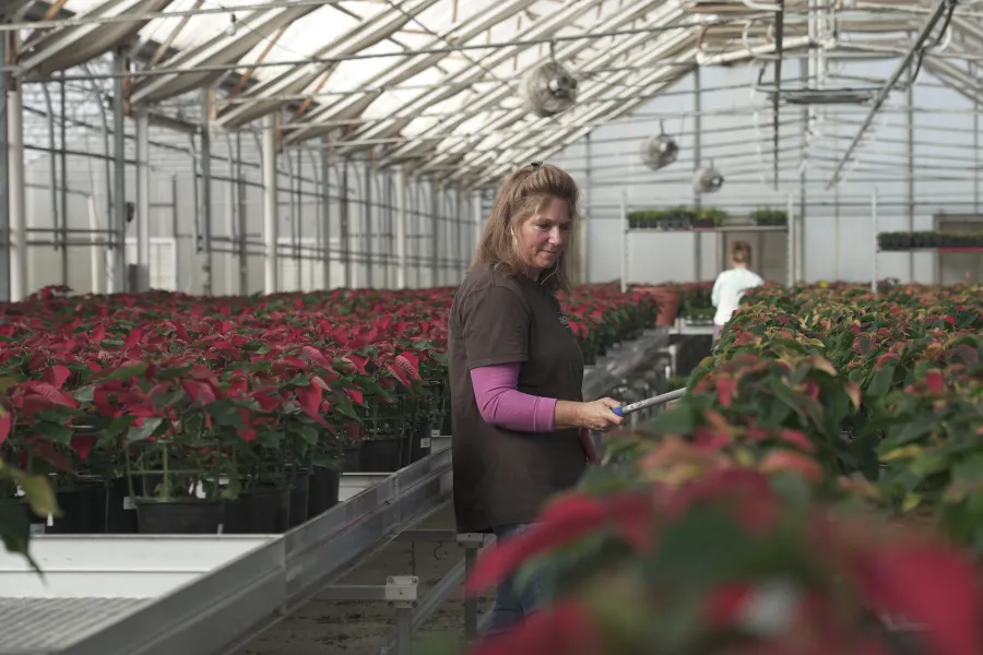 Head Grower - Armstrong Growers