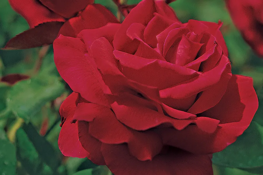 red rose