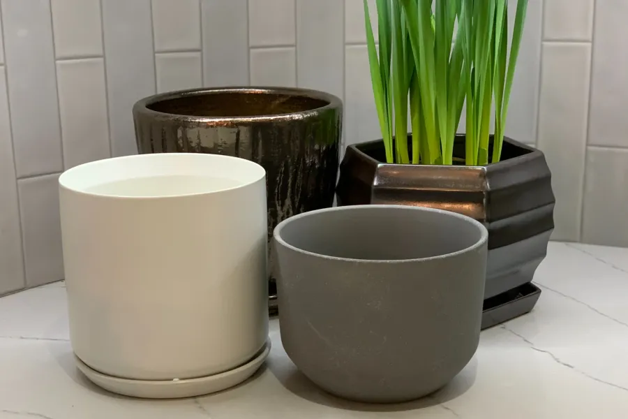 a group of plants in pots