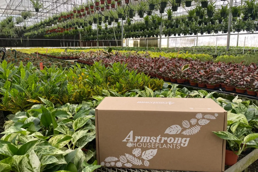 a large group of plants in a greenhouse