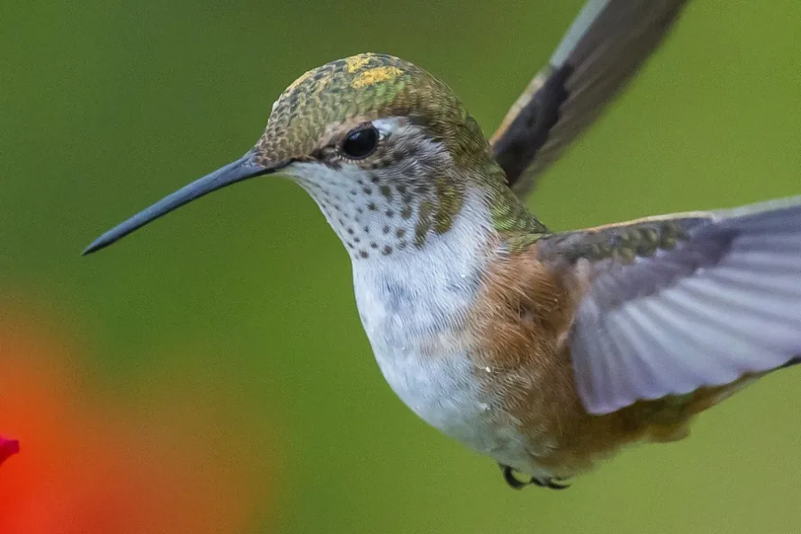a bird standing on a hummingbird sitting on a branch