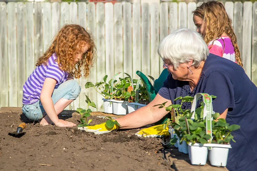 grandma and granddaughters planting strawberries