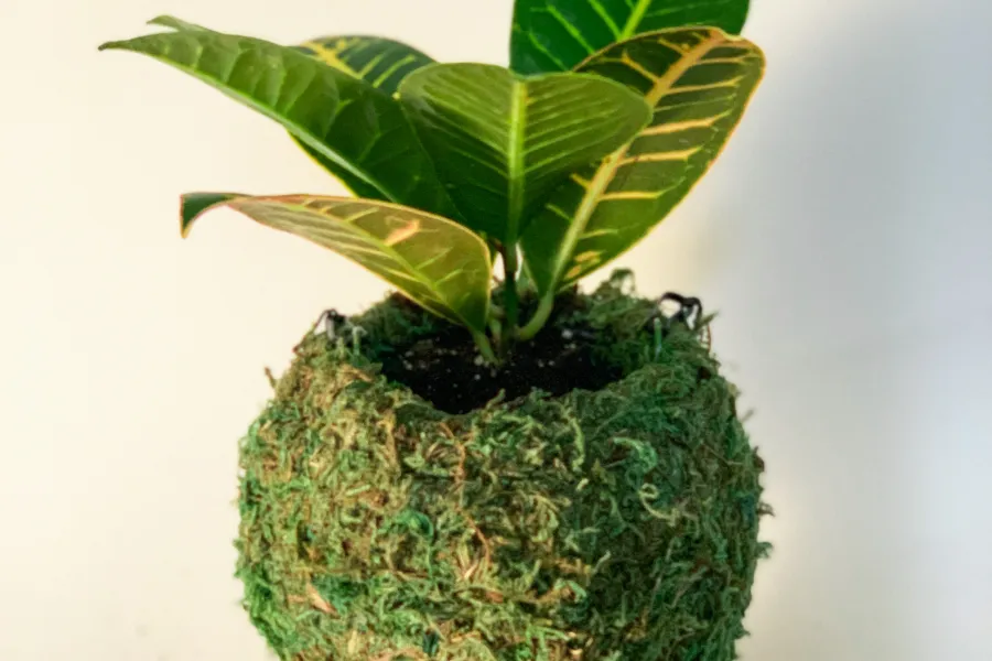 croton houseplant inside a Kokedama
