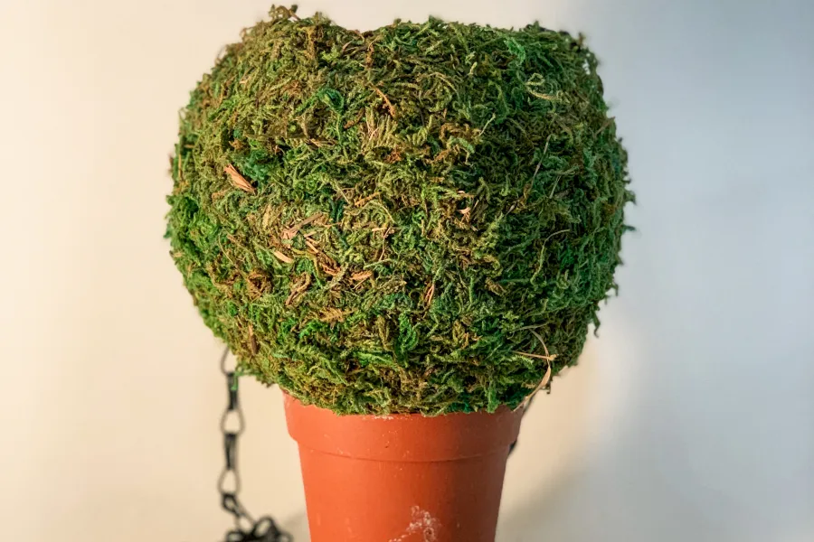 Premade Kokedama sitting in a pot