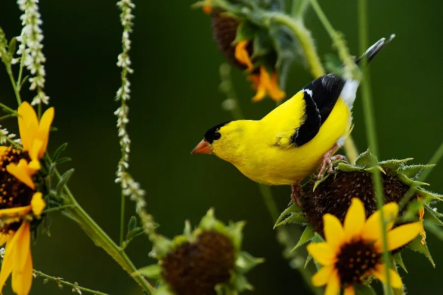 lesson-birds | Armstrong Garden Centers