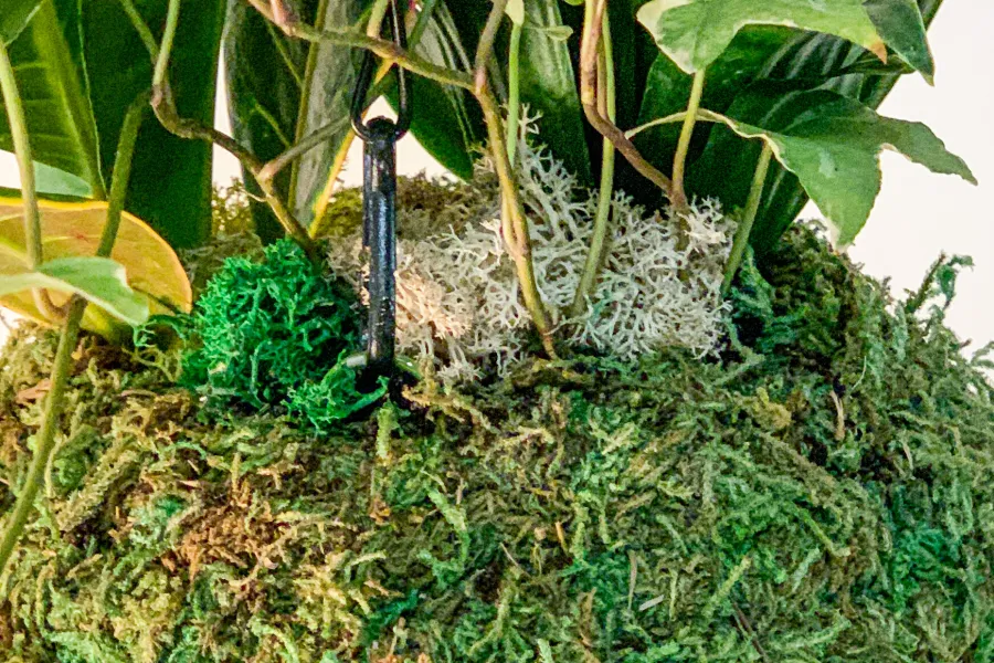 Closeup of plant in a Kokedama topped with decorative moss