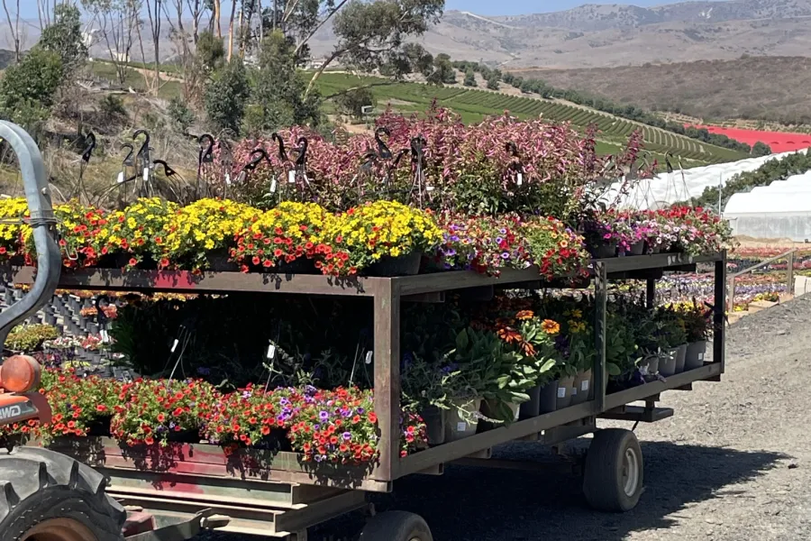 a cart full of flowers