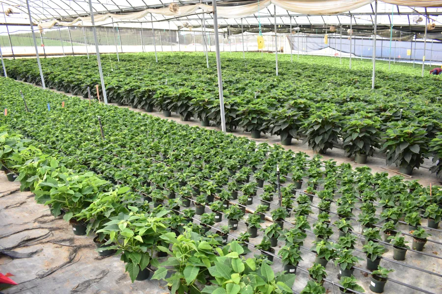 a close up of a garden