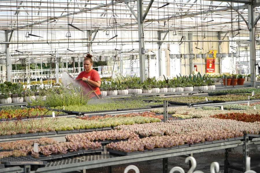 a person in a greenhouse