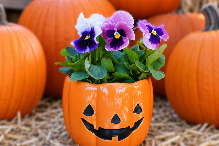 Orange ceramic pumpkin planter with smiling face holding green leaves and purple pansy flowers against pumpkin background