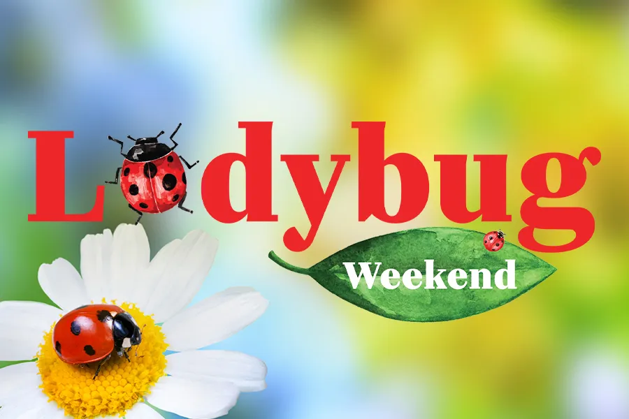 Red ladybugs on a daisy and leaf with Ladybug Weekend text on a blurred natural background.