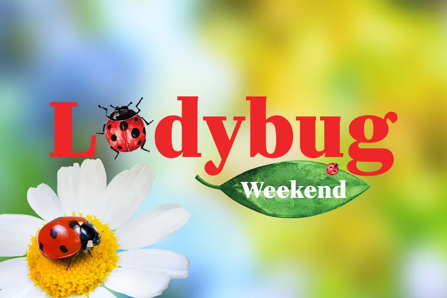 Ladybug Weekend text with red ladybugs on a daisy flower and a green leaf on colorful blurred background