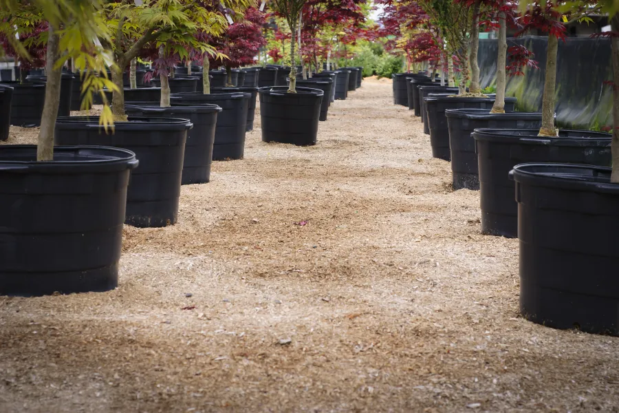 Rows of red maple trees in large black pots lined up on a gravel path at a plant nursery.