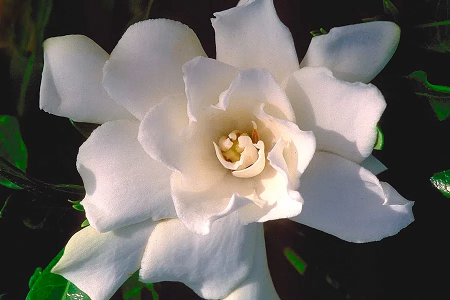 Close-up of a white gardenia flower with soft petals and green leaves against dark background