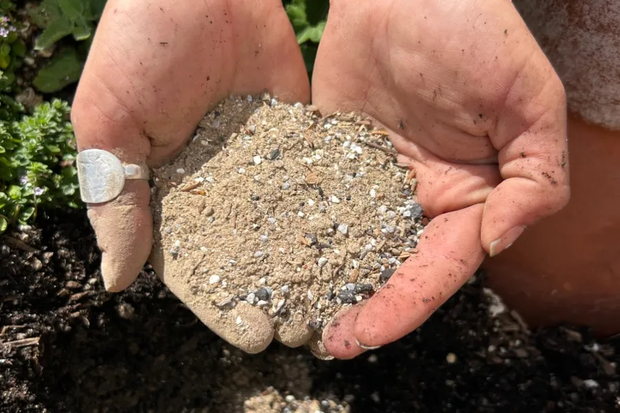 Hands holding sandy soil with small rocks over a garden bed with green plants in sunlight.