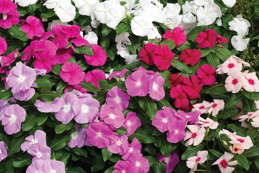 Colorful pink, white, and purple periwinkle flowers densely clustered with green leaves in a garden bed.