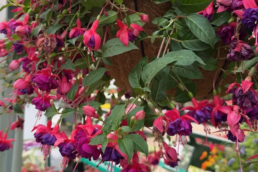Close-up of vibrant purple and pink fuchsia flowers hanging from a basket in a greenhouse filled with greenery.