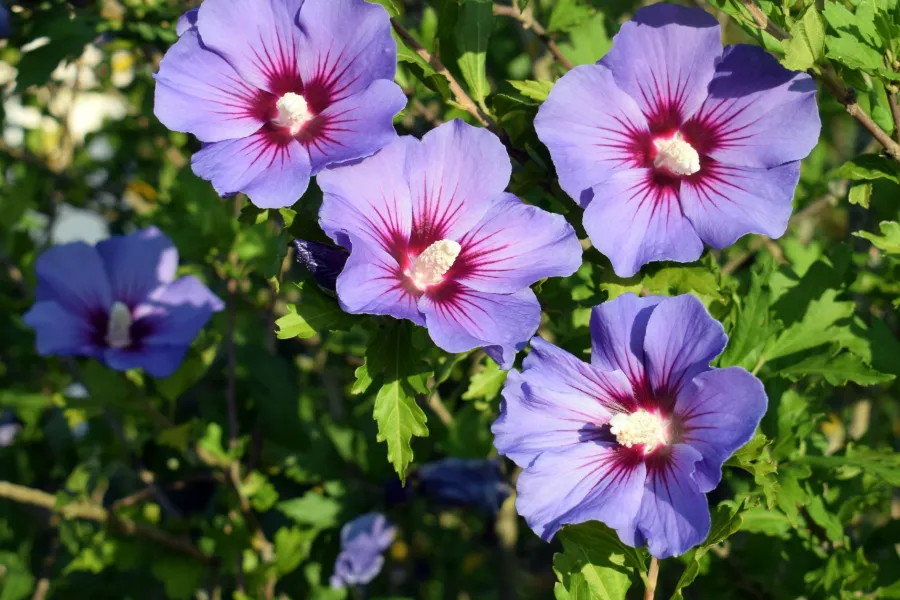 Close-up of purple hibiscus flowers with deep red centers blooming among green leaves in bright sunlight.