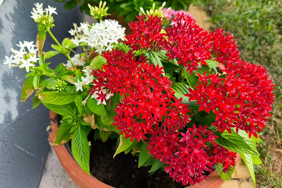 Potted plant with vibrant red and white cluster flowers and lush green leaves outdoors by a gray wall.