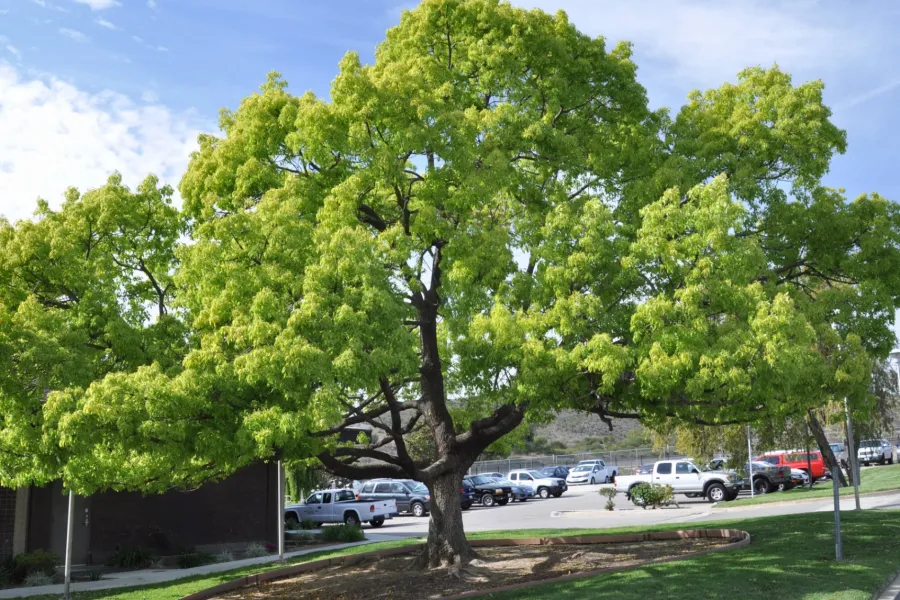 Large green leafy tree in a landscaped area near a parking lot with cars under a blue sky.