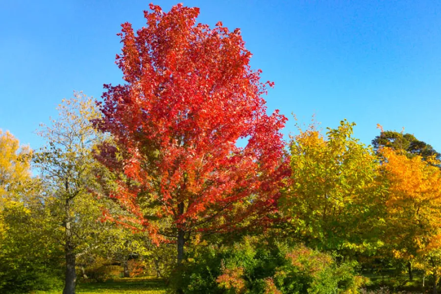 Vibrant autumn trees with red, yellow, and green leaves under a clear blue sky in a sunny landscape.