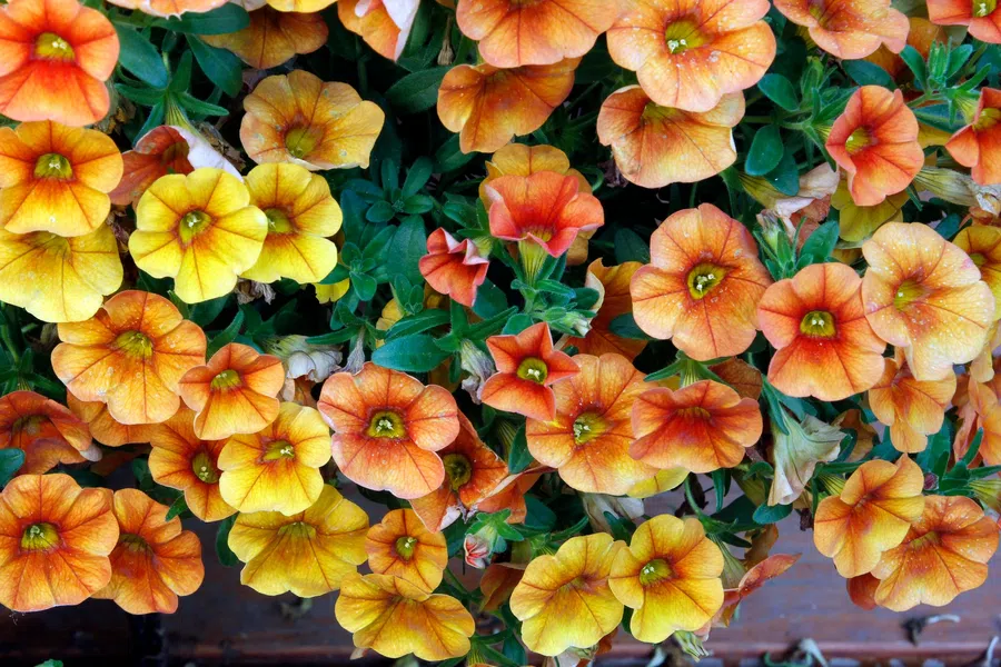 Cluster of vibrant yellow and orange petunias blooming with green leaves on a wooden surface background