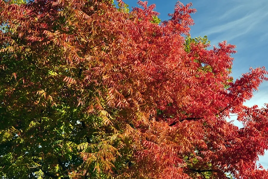 Bright red and orange autumn leaves on a tree against a blue sky with wispy clouds.