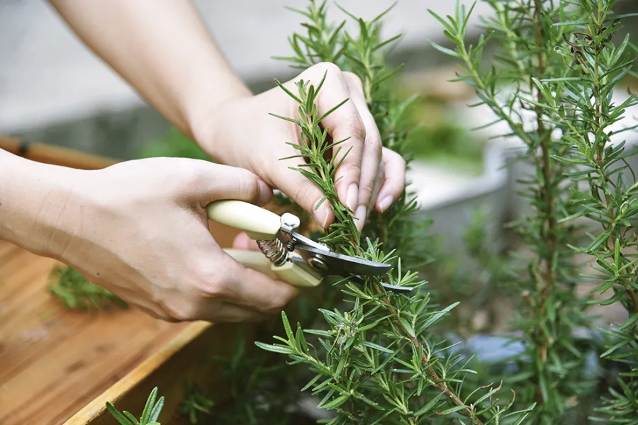 Person trimming fresh rosemary sprigs with pruning shears in a garden setting.