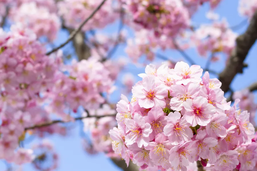 Close-up of vibrant pink cherry blossoms clustered on tree branches against a clear blue sky background.
