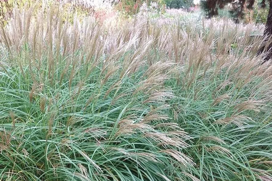 Ornamental grass with green leaves and feathery tan plumes in a garden setting during autumn.