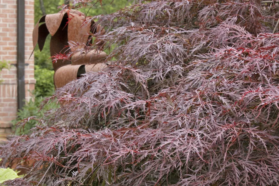 Close-up of purple Japanese maple leaves with a metal dog sculpture and brick wall in the background
