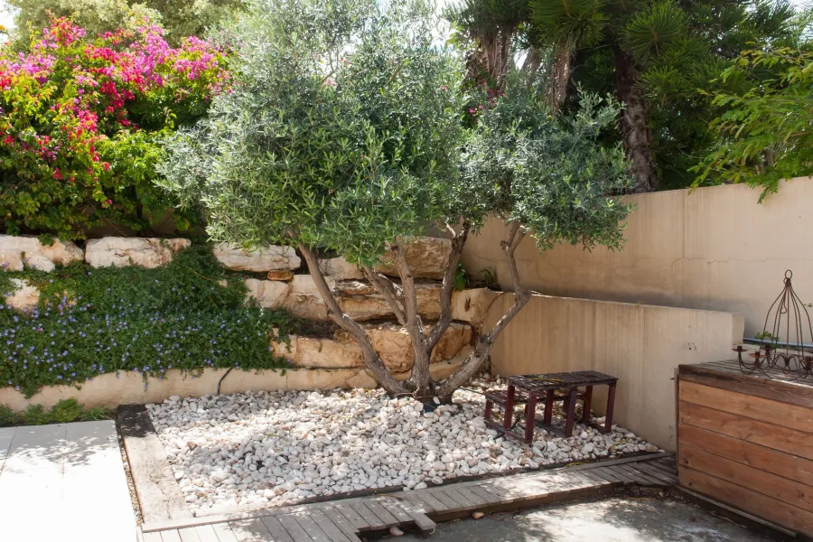 Sunlit garden corner with an olive tree, white pebbles, wooden bench, and colorful flowering bushes.