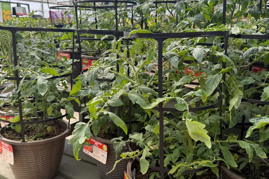 Potted tomato plants with black support cages displayed in a greenhouse nursery on wooden shelves.
