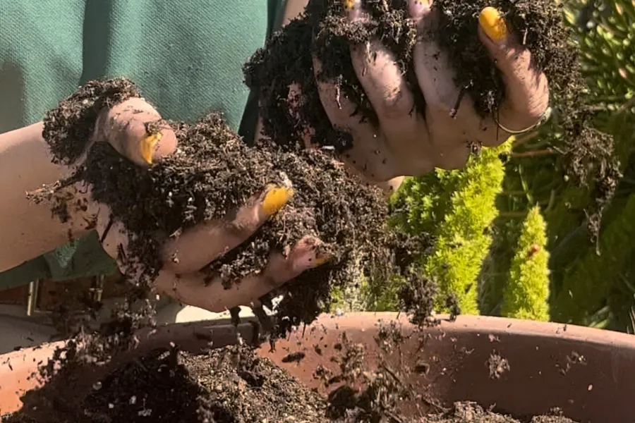 Person wearing Armstrong Garden Centers shirt holding and sifting rich soil over a large planter outdoors.