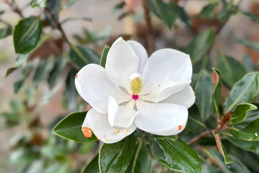 Close-up of a white magnolia flower with green leaves and brown spots on petals in natural light.