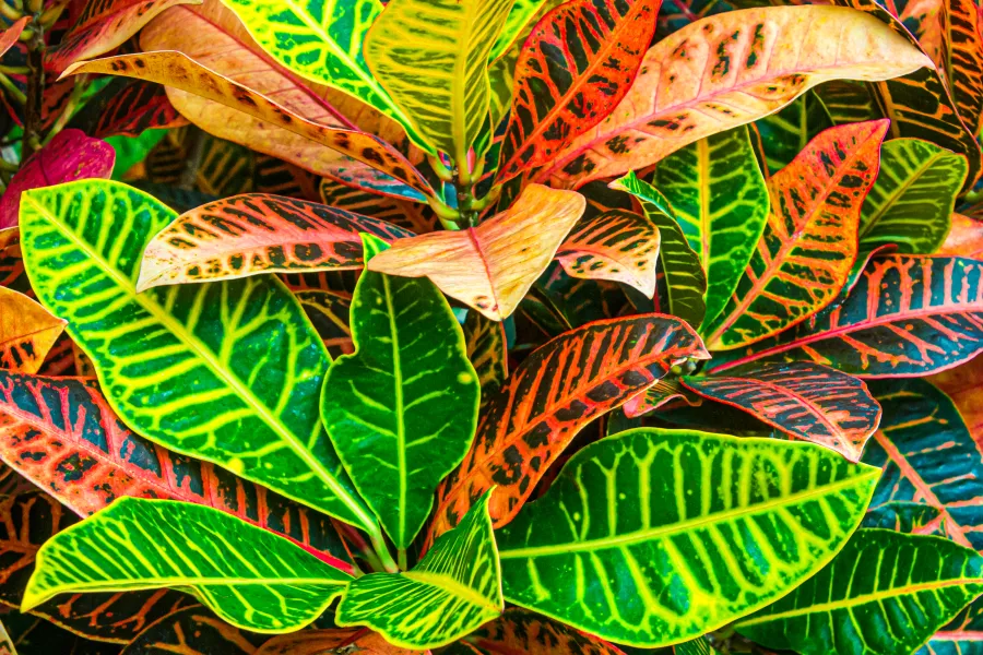 Close-up of vibrant croton leaves showing green, yellow, orange, and red colors with bold vein patterns.