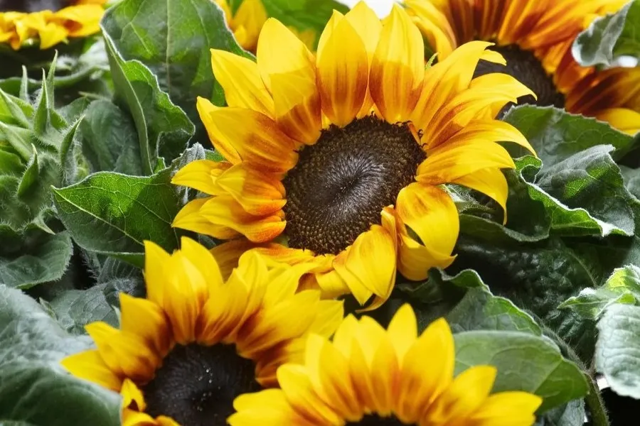 Bright yellow sunflowers with dark centers bloom amidst lush green leaves in natural outdoor light.